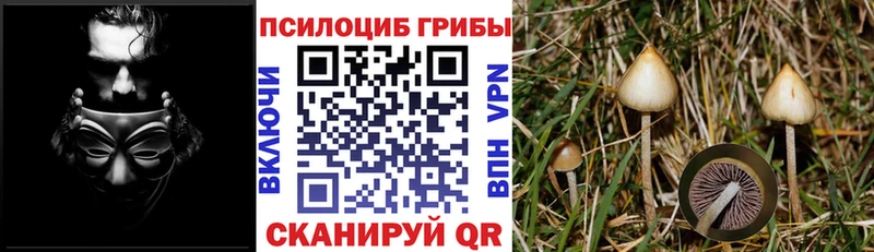 как найти   Луза  omg ТОР  Галлюциногенные грибы мицелий 